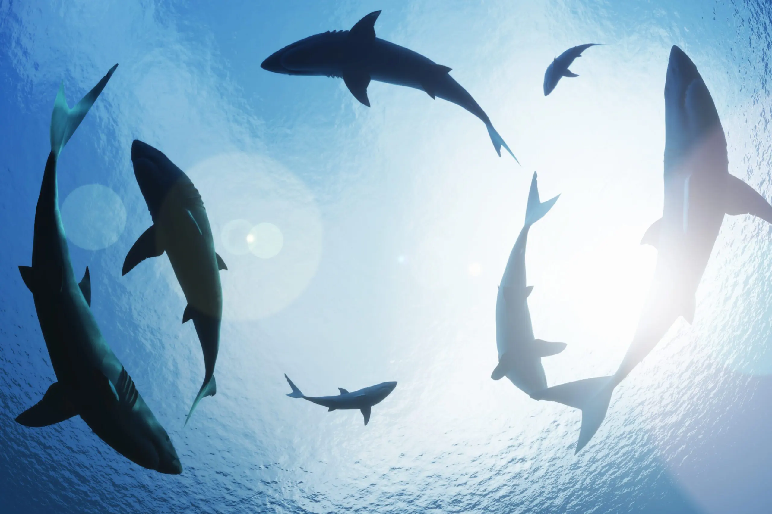 IT Shark Attack