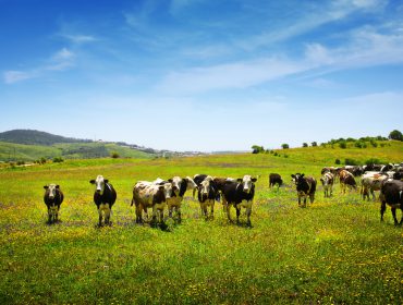 Cows In Large Green Pasture