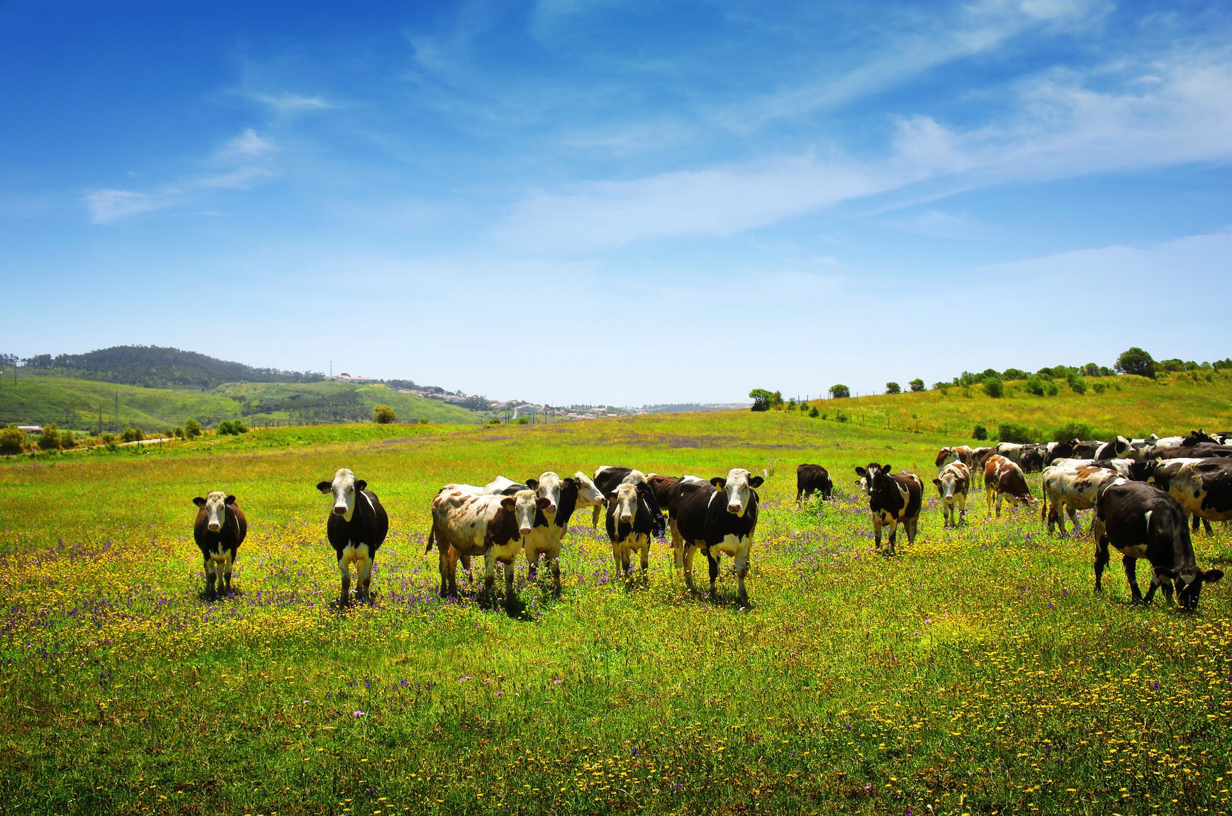 Cows In Large Green Pasture